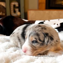 Australian Shepherd Puppies from HomeGrown Aussies