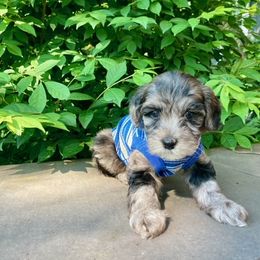 Maltipoo Puppies from Horst's Maltipoo Puppies
