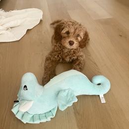 Australian Labradoodle Puppies from Pixie Doodle Paws