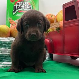 Yellow - Chocolate female Labrador Retriever puppy in Heath Springs, South Carolina from Rich Hill Retrievers