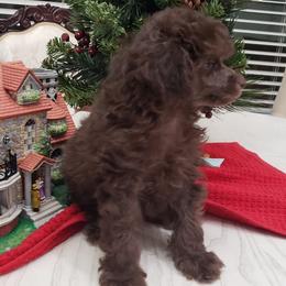 Poodle Puppies from Those Prissy P. Poodles