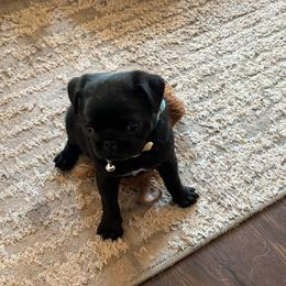 Ellie - Black female Pug puppy in Gold Bar, Washington from PNW Pugs