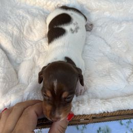 Chocolate and tan piebald male shorthair - Chocolate and tan male Dachshund puppy in Manteca, California from Sweet and Low Dachshunds
