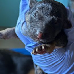 German Shepherd Puppies from Von Arc German Shepherds