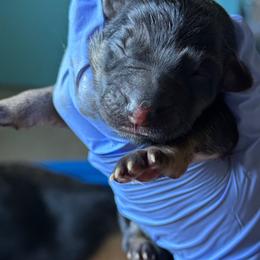 German Shepherd Puppies from Von Arc German Shepherds