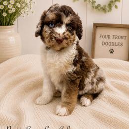 Prairie Rose - Merle female Bernedoodle puppy in Thornville, Ohio from Four Front Doodles & Friends