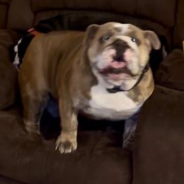 Jelly Roll - Bulldog