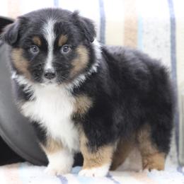 Emerald - Black tri-color male Australian Shepherd puppy in Quapaw, Oklahoma from Rocky Hill Aussies