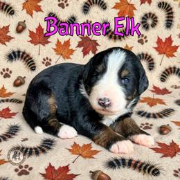 Banner Elk - Tri-color female Bernedoodle puppy in Banner Elk, North Carolina from Walnut Tree Bernedoodles