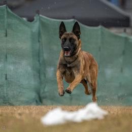 Valentine - Fawn female Belgian Malinois puppy in Ellerbe, North Carolina from Grand Prix Kennel