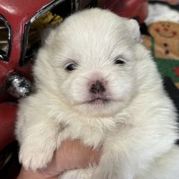 Isabella - Cream parti female Pomeranian puppy in New Lenox, Illinois from Illinois Poms