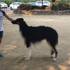 Borzois from Barbara Simpson