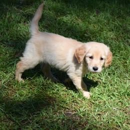 Golden Retrievers and Labrador Retrievers from Iron Sky Retrievers