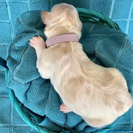 Aussiedoodle Puppies from Sunshine Aussiedoodles Idaho