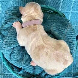 Aussiedoodle Puppies from Sunshine Aussiedoodles Idaho