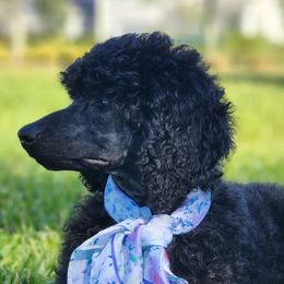 Poodles from Fre' LoRuw Standard Poodles