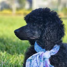 Poodles from Fre' LoRuw Standard Poodles