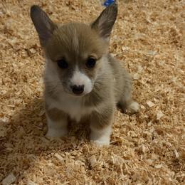 Kelli - Red female Pembroke Welsh Corgi puppy in Helmville, Montana from Calie’s Corgis