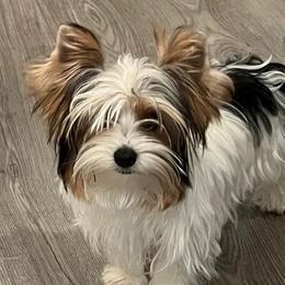 Lucky - Yorkshire Terrier