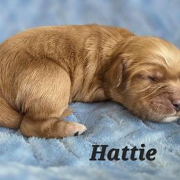 Hattie - Red  female Poodle puppy in Rutherford County, North Carolina from Simply Grace Farms