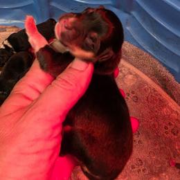 Girl 3 - Black and tan female Pembroke Welsh Corgi puppy in Middleburg, Florida from Mulkeys Little Corgis
