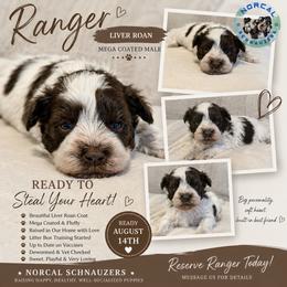 Ranger - Parti male Miniature Schnauzer puppy in Magalia, California from NorCal Schnauzers