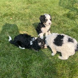 Bernedoodle Puppies from Timber Trail Bernedoodles RI