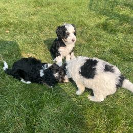 Bernedoodle Puppies from Timber Trail Bernedoodles RI