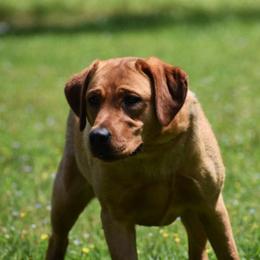 Rosie - Labrador Retriever