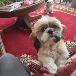 Shih Tzu All Grown Up from Linda Denman