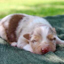 Queen of Hearts - Red merle female Australian Shepherd puppy in Star City, Arkansas from Blush & Lace Aussie Co.