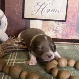 Dallas - Cream male Dachshund puppy in Sharon Springs, New York from Show Us The Way Homestead