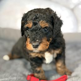 Red - Phantom male Bernedoodle puppy in Charleston, South Carolina from Palm Belle Doodles