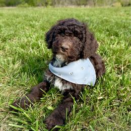 Blake - Chocolate male Goldendoodle puppy in Osage City, Kansas from Golden Ridge Goldens