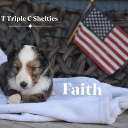 Faith- pink collar - Sable and white female Shetland Sheepdog puppy in Gladbrook, Iowa from T Triple C Shelties