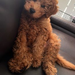 Goldendoodle Puppies from DeBerrys Doodles