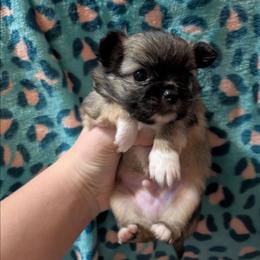 Teddy - Chocolate sabled fawn male Chihuahua puppy in Amity, Pennsylvania from Baxters Chihuahuas