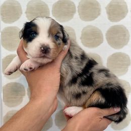Linguine - Blue merle Australian Shepherd puppy in Salinas, California from AA Aussies