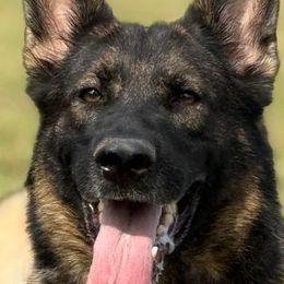 Amica - German Shepherd