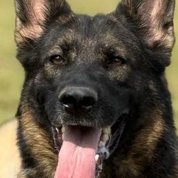 Amica - German Shepherd