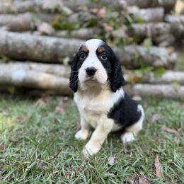Hunter - Black white and tan male English Springer Spaniel puppy in Comer, Georgia from Stratton Spaniels