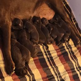 Labrador Retriever puppies from Humphrey Retrievers