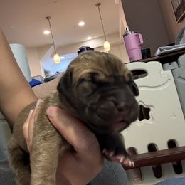 Pink - Fawn female Great Dane puppy in Aldie, Virginia from High Point Mountain Danes