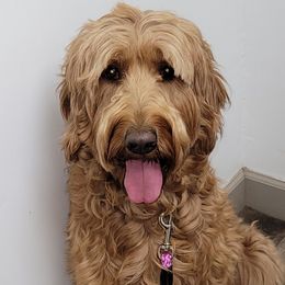Assorted Doodle Crosses, Bernedoodles, and Labradoodles from Small town doodles & poodles