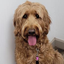 Assorted Doodle Crosses, Bernedoodles, and Labradoodles from Small town doodles & poodles