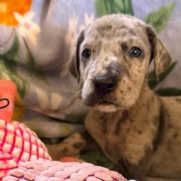 Donkey - Merle male Great Dane puppy in Jerusalem, Arkansas from Mara Danes