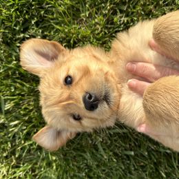 Golden Retriever Puppies from Wine Country Goldens