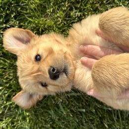 Golden Retriever Puppies from Wine Country Goldens