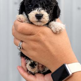 Clyde - Black and white male Aussiedoodle puppy in Hudson, Michigan from Haas Pawz