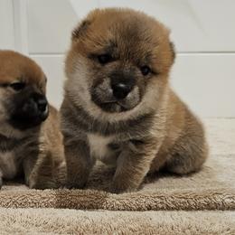 Shiba Inu Puppies from Tanitaki Shibas